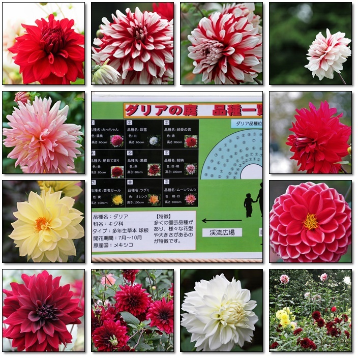 昭和記念公園のダリアの花を撮影(^^♪_e0052135_18043774.jpg
