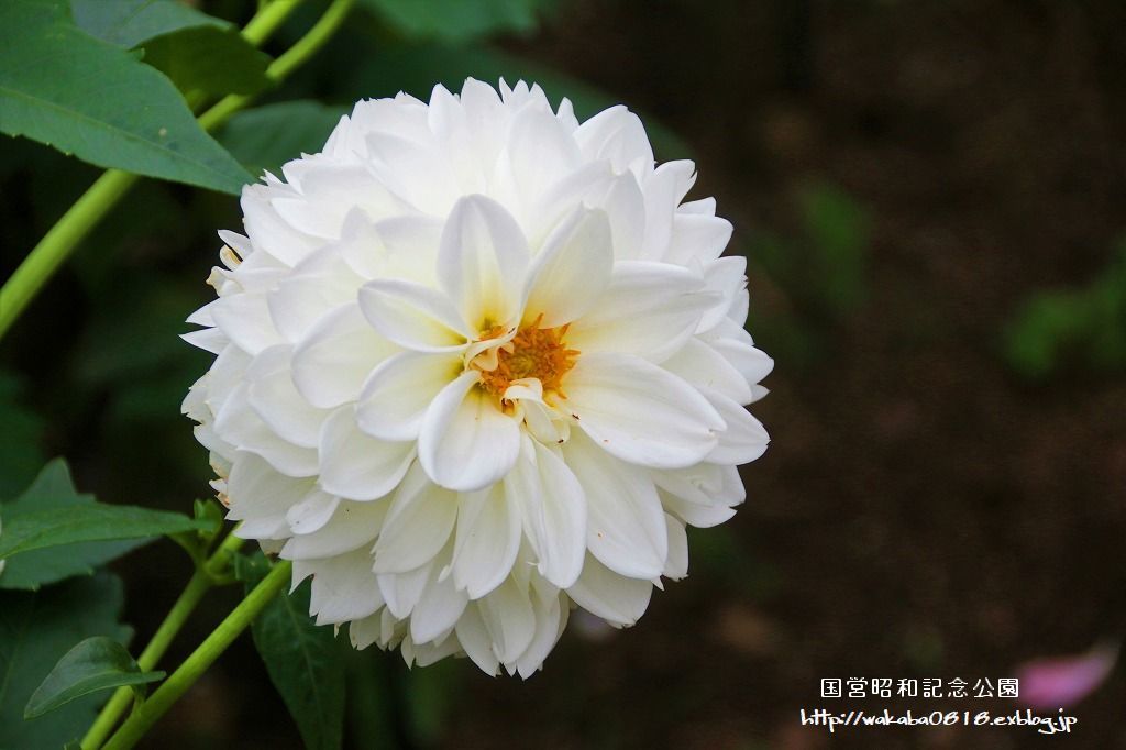 昭和記念公園のダリアの花を撮影(^^♪_e0052135_18044716.jpg