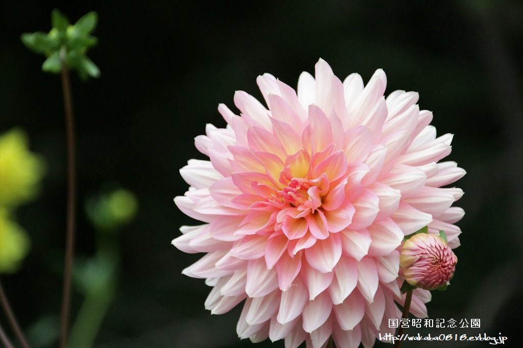 昭和記念公園のダリアの花を撮影(^^♪_e0052135_18045812.jpg