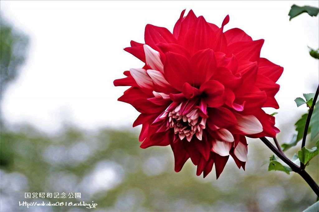 昭和記念公園のダリアの花を撮影(^^♪_e0052135_18050892.jpg