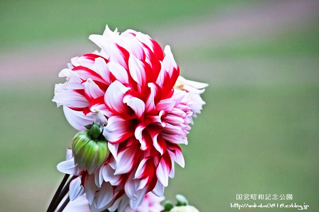 昭和記念公園のダリアの花を撮影(^^♪_e0052135_18051129.jpg