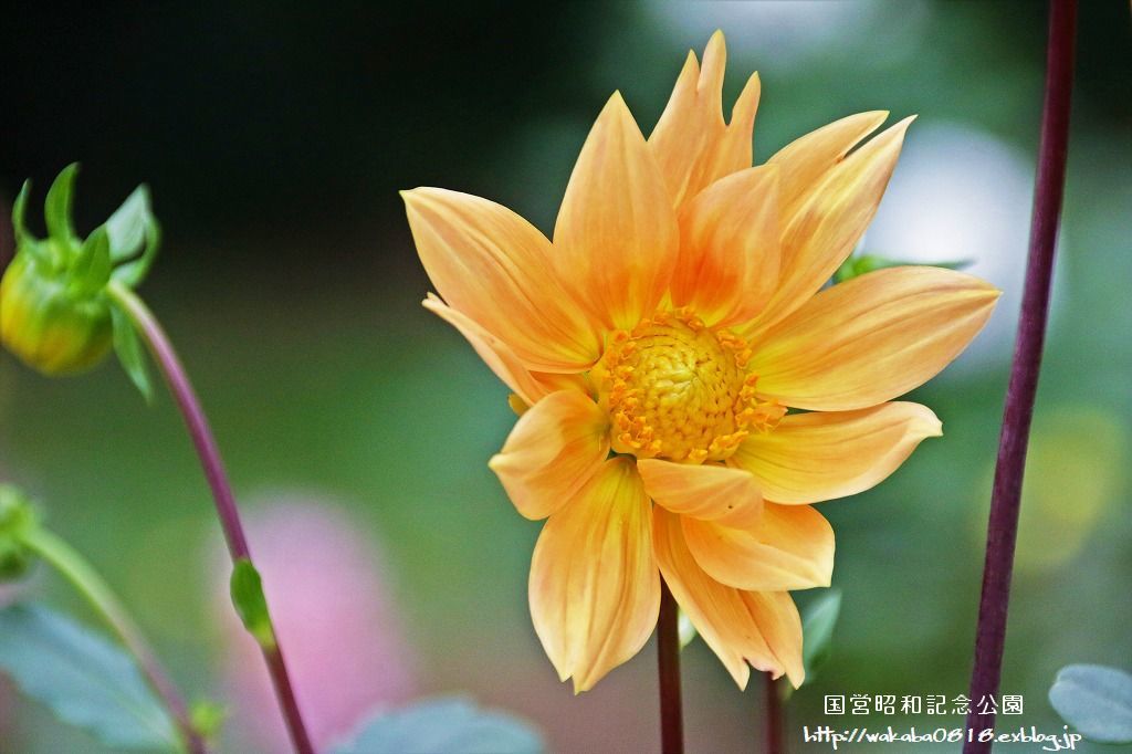 昭和記念公園のダリアの花を撮影(^^♪_e0052135_18080046.jpg