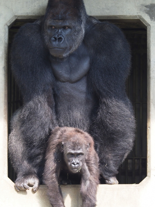甥っ子 暫定 誕生の日のシャバーニさんはこんなでした 東山動物園17 10 9 ヒトのたぐい ゴリラと愉快な仲間たち 甥っ子 暫定 誕生の日のシャバーニさんはこんなでした 東山動物園17 10 9 ヒトのたぐい ゴリラと愉快な仲間たち