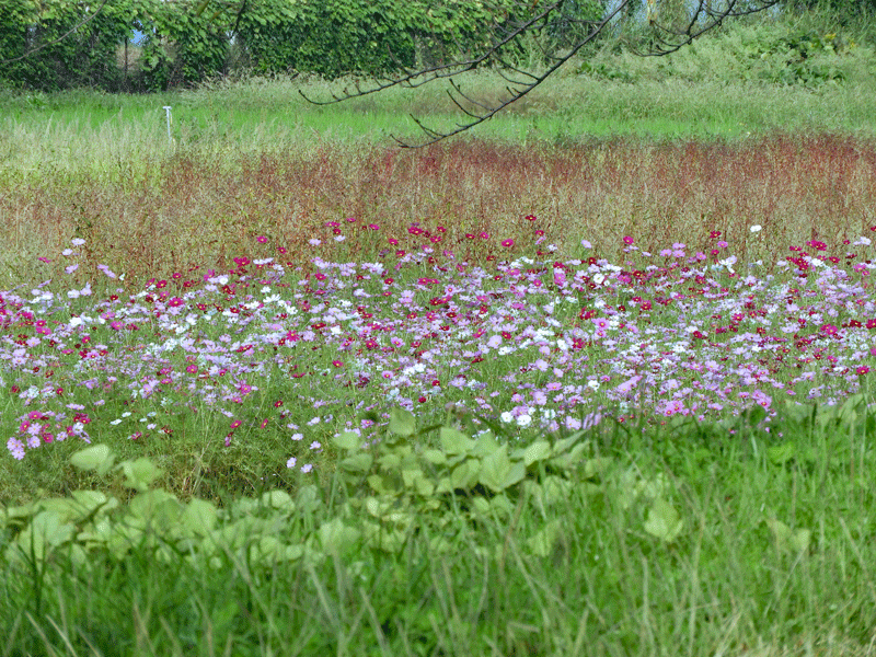 d0290240_10413747.gif