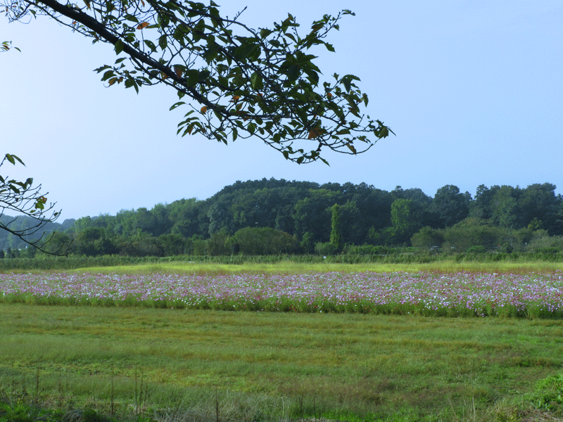 d0290240_10421308.gif