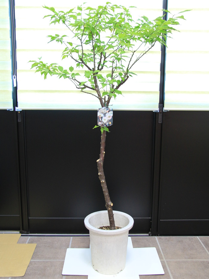 花梅 思いのまま 販売 画像 写真 価格 庭木 安行 植木 シンボルツリー お問合せ商品 田中園 Shop Tanakaen Jp Web Magazine 花梅 思いのまま 販売 画像 写真 価格 庭木 安行 植木 シンボルツリー お問合せ商品 田中園 Shop Tanakaen Jp Web Magazine