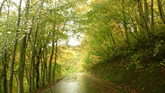 山は雨・・・。_a0274944_12223165.jpg