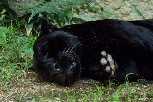 静岡遠征#1 Day2 日本平動物園編。_d0364545_23153854.jpg