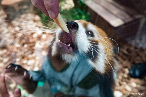 静岡遠征#1 Day2 日本平動物園編。_d0364545_23155933.jpg