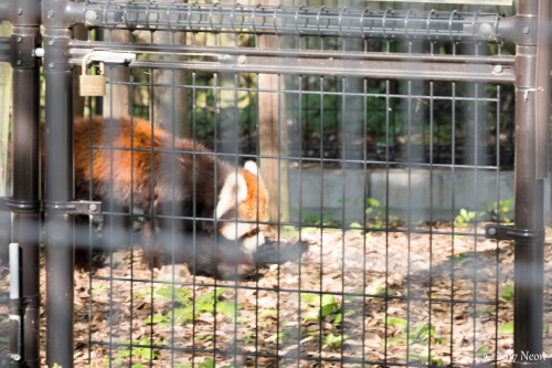 静岡遠征#1 Day2 日本平動物園編。_d0364545_23164550.jpg