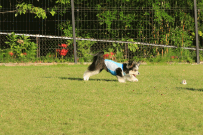 c0145250_09134852.gif