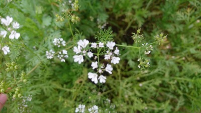c0248067_13433364.jpg