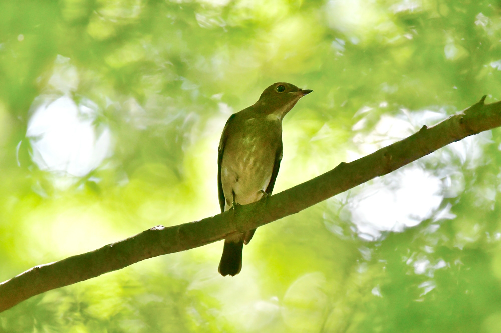 渡りの若鳥達 クロツグミ オオルリ_f0053272_20160611.jpg