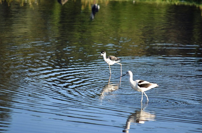 Shorebirds_b0369375_06141551.jpg