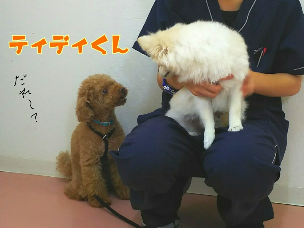 トレーニングブログ_f0357682_20331339.jpg