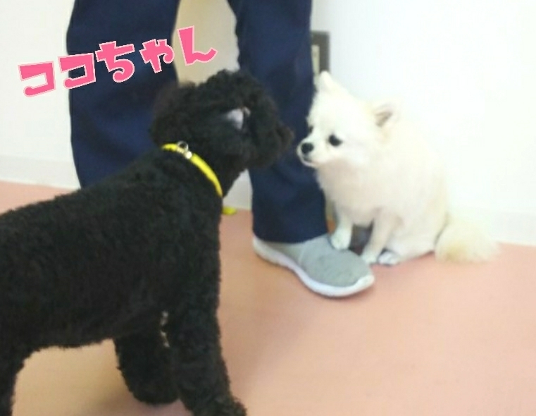 トレーニングブログ_f0357682_20331528.jpg