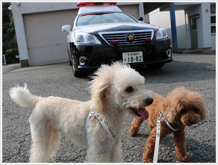 久しぶりのロング散歩にもめげず、さくらも大も元気いっぱい！！飼い主の方が疲れた～_b0175688_20375485.jpg