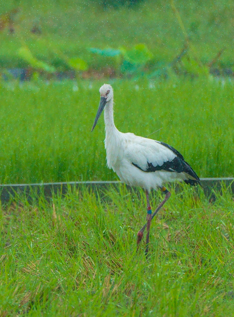 鳴門にて　コウノトリ_e0123889_23202472.jpg