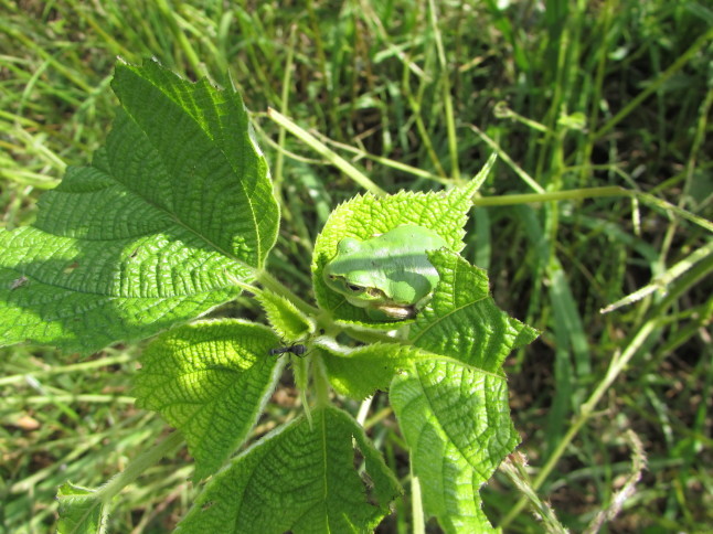 c0335990_12224923.jpg