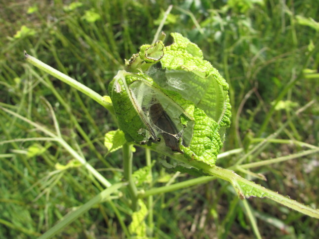 c0335990_12234261.jpg