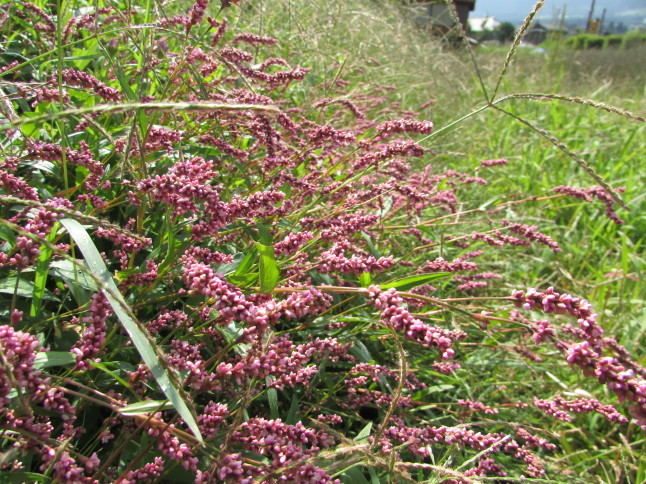 c0335990_12240843.jpg