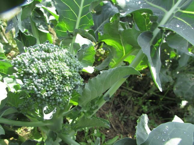 c0335990_12243165.jpg