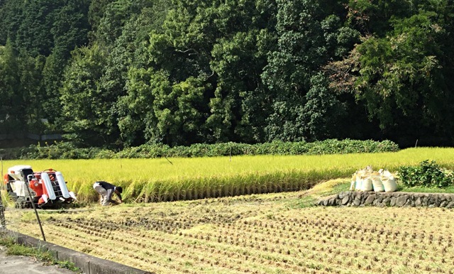 北摂の　10月の畑_f0229190_14042898.jpg