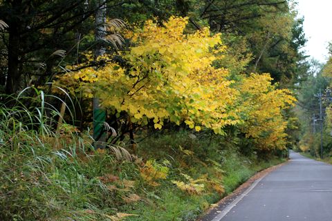 c0090198_17252387.jpg
