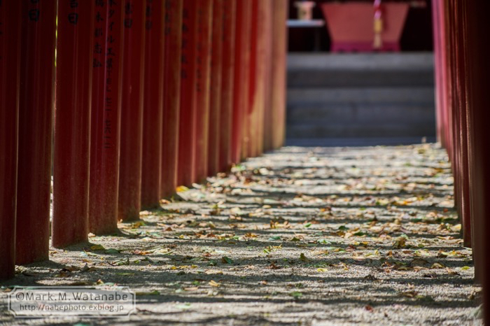 鳥森神社_e0135098_19450212.jpg