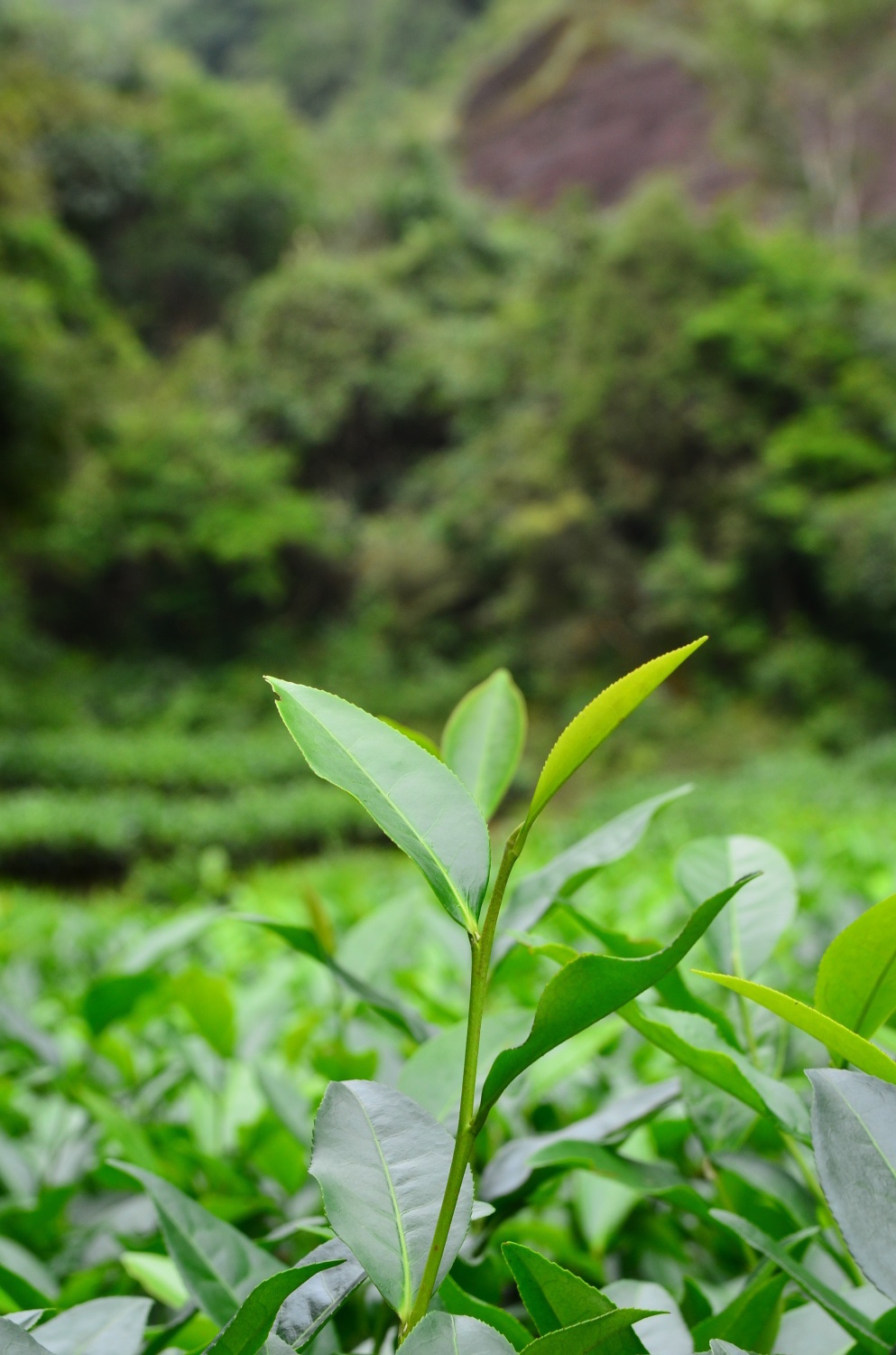 【２０１７年新茶】喫茶・茶葉販売が始まりました。_d0293004_21090075.jpg