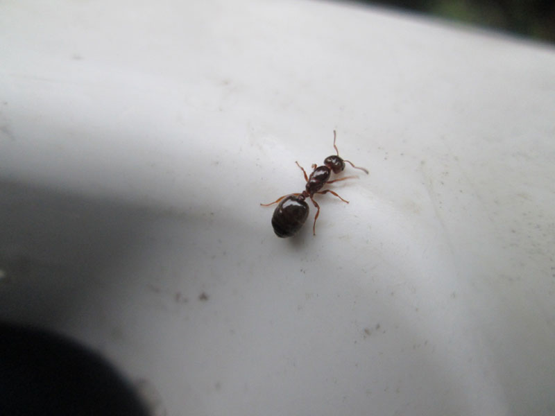 お尻の大きな蟻 昆虫ブログ むし探検広場