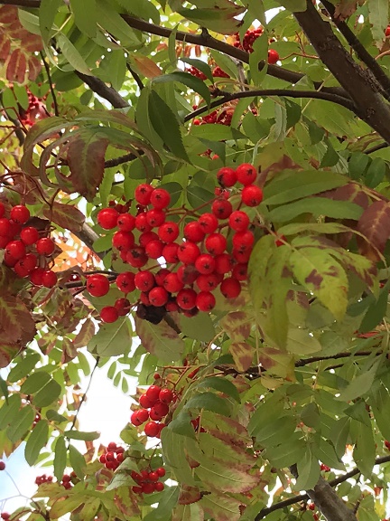 e0087008_12111815.jpg