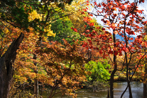 奥日光　湯ノ湖の紅葉1_a0263109_10430345.jpg