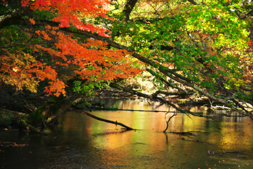 奥日光　湯ノ湖の紅葉1_a0263109_10430674.jpg