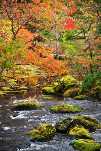 奥日光　湯ノ湖の紅葉1_a0263109_10502533.jpg