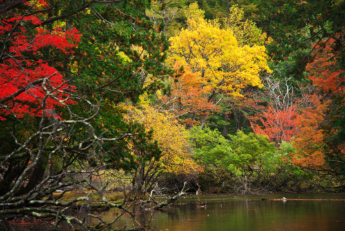 奥日光　湯ノ湖の紅葉1_a0263109_10502785.jpg