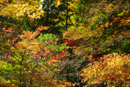 奥日光　湯ノ湖の紅葉1_a0263109_10502802.jpg