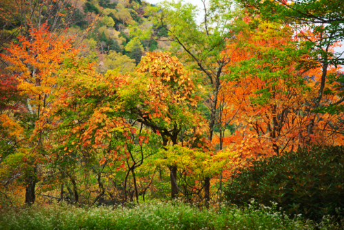 奥日光　湯ノ湖の紅葉1_a0263109_10502834.jpg