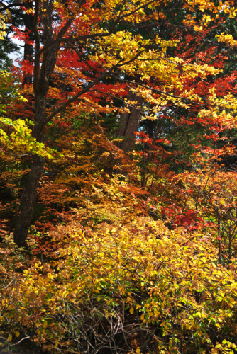 奥日光　湯ノ湖の紅葉1_a0263109_10502947.jpg