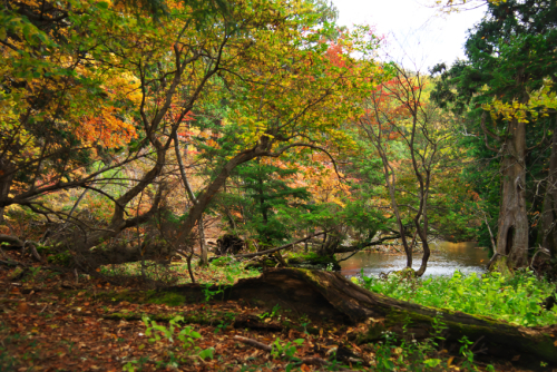 奥日光　湯ノ湖の紅葉1_a0263109_10512502.jpg