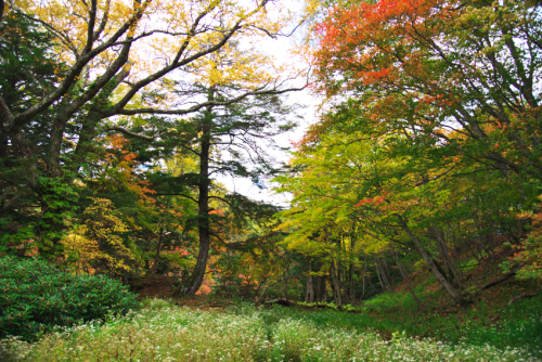 奥日光　湯ノ湖の紅葉1_a0263109_10512541.jpg