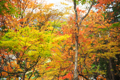 奥日光　湯ノ湖の紅葉1_a0263109_10512701.jpg