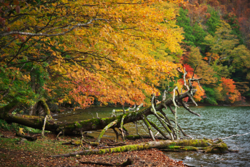 奥日光　湯ノ湖の紅葉2_a0263109_10540557.jpg