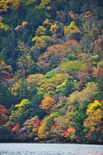 奥日光　湯ノ湖の紅葉4_a0263109_11115072.jpg