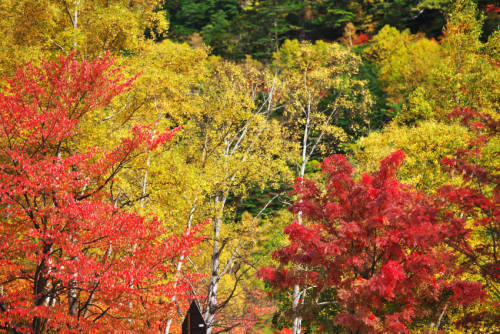 奥日光　湯ノ湖の紅葉4_a0263109_11115219.jpg