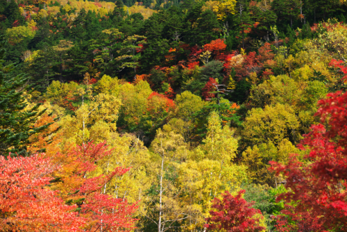 奥日光　湯ノ湖の紅葉4_a0263109_11122743.jpg