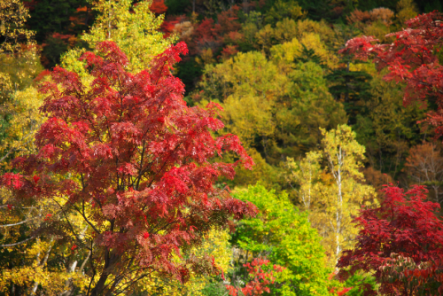 奥日光　湯ノ湖の紅葉4_a0263109_11122942.jpg