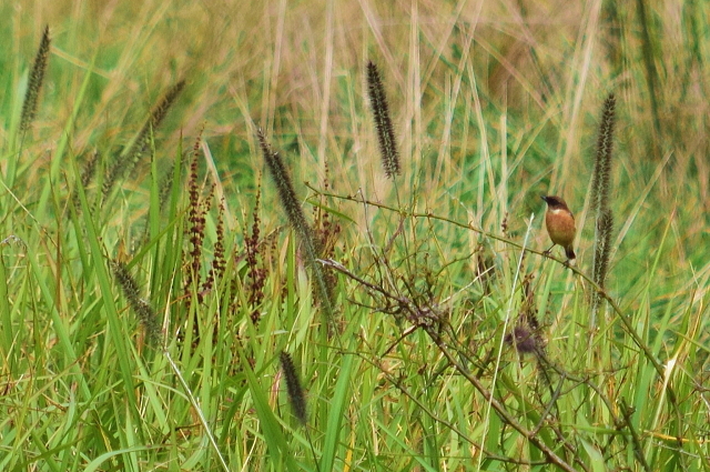 f0368610_09080096.jpg