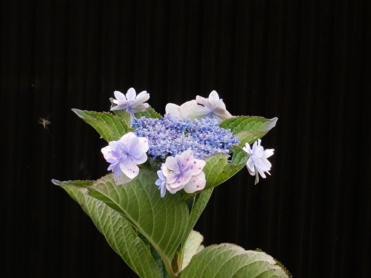 夏の名残り_c0025115_20563811.jpg