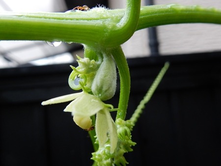 ハヤトウリの花 自然とともに生きる